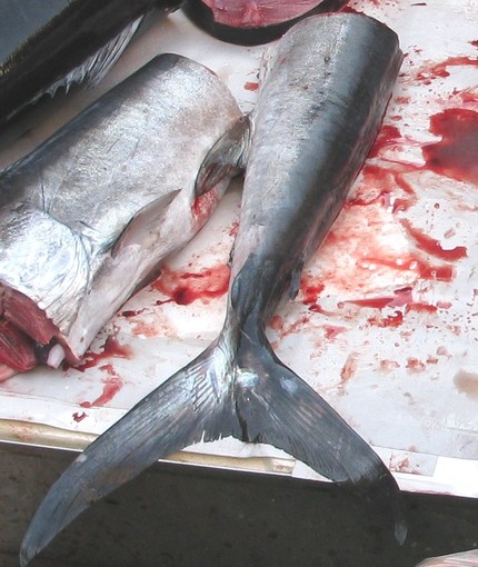 &quot;&quot;No Fish, non SlowFish, dobbiamo mangiare meno pesce, non pesce più sostenibile&quot;: l'appello della protezione animali savonese