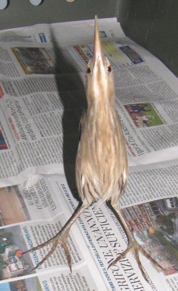 Gli uccelli soccorsi