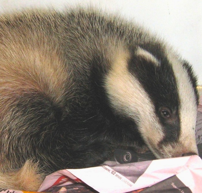 Tassi a rischio, ma la finanza non c'entra. Tre interventi di soccorso della Protezione Animali ieri in provincia di Savona Tassi a rischio, ma la finanza non c'entra. Tre interventi di soccorso della Protezione Animali ieri in provincia di Savona