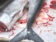Stop alla pesca del tonno rosso