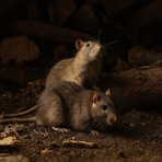 L'uomo morto nell'Albenganese per la "malattia dei topi": differenze tra leptospirosi e hantavirus