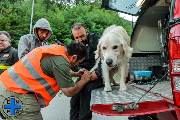 Terremoto, centinaia gli animali soccorsi da Enpa Terremoto, centinaia gli animali soccorsi da Enpa