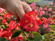 Fiori in tavola: Tastee.it è protagonista! Fiori in tavola: Tastee.it è protagonista!