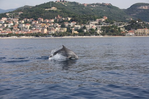 Il comune di Finale Ligure ha aderito alla Carta di partenariato del Santuario Pelagos