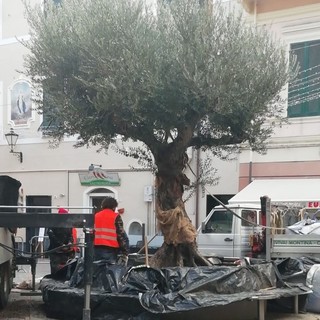 Un albero d'ulivo secolare da oggi adorna piazza Massena a Loano