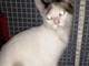 Il gattino Lucio, "trovatello" di Urbe, cerca una casa e una famiglia Il gattino Lucio, "trovatello" di Urbe, cerca una casa e una famiglia