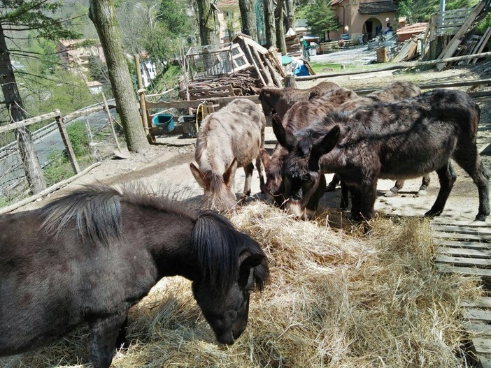 Agricoltura, torna Fattorie aperte. Piana: "Tanti laboratori e un contest fotografico"