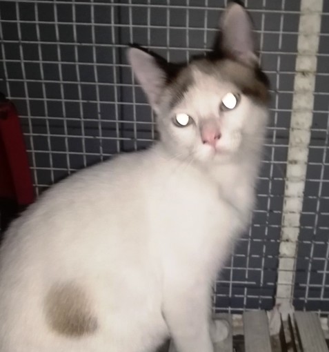 Il gattino Lucio, "trovatello" di Urbe, cerca una casa e una famiglia Il gattino Lucio, "trovatello" di Urbe, cerca una casa e una famiglia