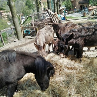 Agricoltura, torna Fattorie aperte. Piana: "Tanti laboratori e un contest fotografico"