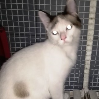 Il gattino Lucio, "trovatello" di Urbe, cerca una casa e una famiglia