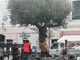 Un albero d'ulivo secolare da oggi adorna piazza Massena a Loano Un albero d'ulivo secolare da oggi adorna piazza Massena a Loano