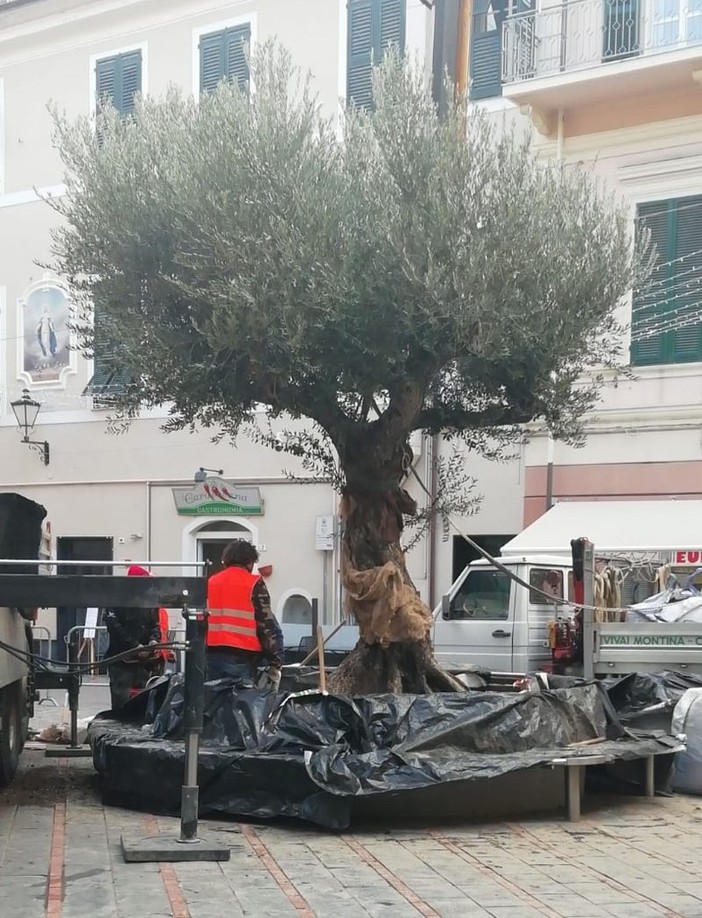 Un albero d'ulivo secolare da oggi adorna piazza Massena a Loano Un albero d'ulivo secolare da oggi adorna piazza Massena a Loano