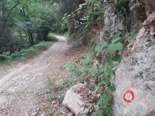 Vado Ligure amplia la rete escursionistica: quattro nuovi percorsi entrano nella Rete Escursionistica della Liguria Vado Ligure amplia la rete escursionistica: quattro nuovi percorsi entrano nella Rete Escursionistica della Liguria