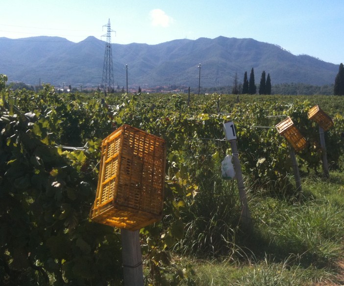 Vendemmia 2014 in Liguria: in crescita rispetto al 2013 e di qualità
