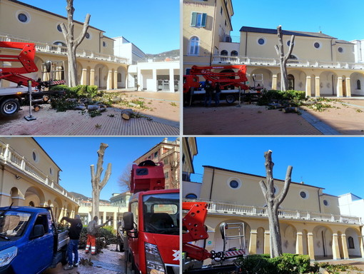 Varazze, abbattuta la storica magnolia del giardino delle Boschine Varazze, abbattuta la storica magnolia del giardino delle Boschine