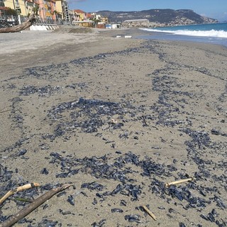 Velelle spiaggiate da Albenga a Noli, le lamentele degli abitanti: "Odore nauseante"