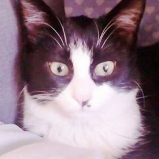 Savona, gattina cerca casa Savona, gattina cerca casa