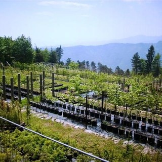 Nasce un laboratorio per ragazzi dai 12 ai 17 dedicato al patrimonio agricolo e forestale locale