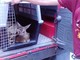 Spotorno, cucciolo di capriolo soccorso dai vigili del fuoco sul Bric del Colombino