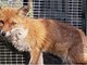 Caccia chiusa, l'Enpa rimette in libertà gli animali soccorsi (FOTO e VIDEO)