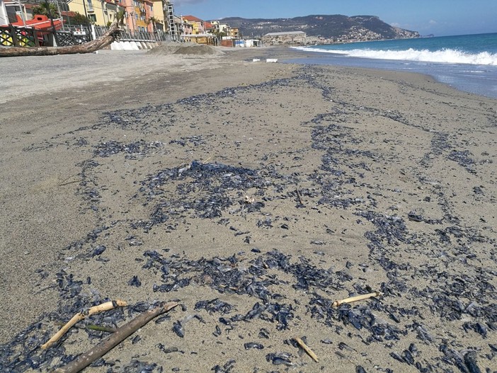 Velelle spiaggiate da Albenga a Noli, le lamentele degli abitanti: "Odore nauseante" Velelle spiaggiate da Albenga a Noli, le lamentele degli abitanti: "Odore nauseante"