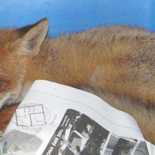 Albenga: una volpa ferita soccorsa dall'Enpa