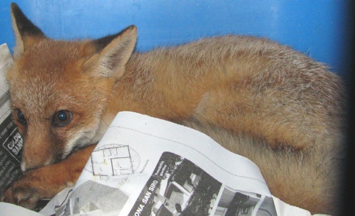 Albenga: una volpa ferita soccorsa dall'Enpa Albenga: una volpa ferita soccorsa dall'Enpa