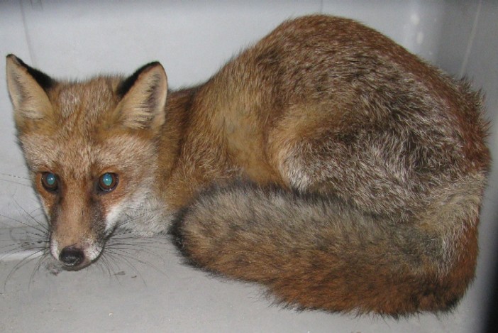Maschio: volpe investita da un auto salvata dall'Enpa, se la caverà Maschio: volpe investita da un auto salvata dall'Enpa, se la caverà