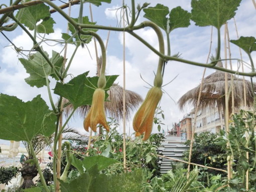 Varazze, ai Bagni Mafalda l’orto d’estate? Si, ma balneare Varazze, ai Bagni Mafalda l’orto d’estate? Si, ma balneare