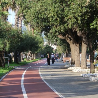 Vado, 34 alberi da abbattere sul territorio comunale. Ne verranno piantati dieci in più