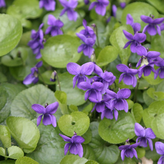 Albenga: "La Traviata" di Verdi arriva il 29 dicembre a Palazzo Scotto Niccolari