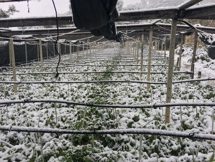 Gruppo Pd: "Ingenti danni alle coltivazioni liguri per il gelo, serve lo stato di calamità naturale" Gruppo Pd: "Ingenti danni alle coltivazioni liguri per il gelo, serve lo stato di calamità naturale"