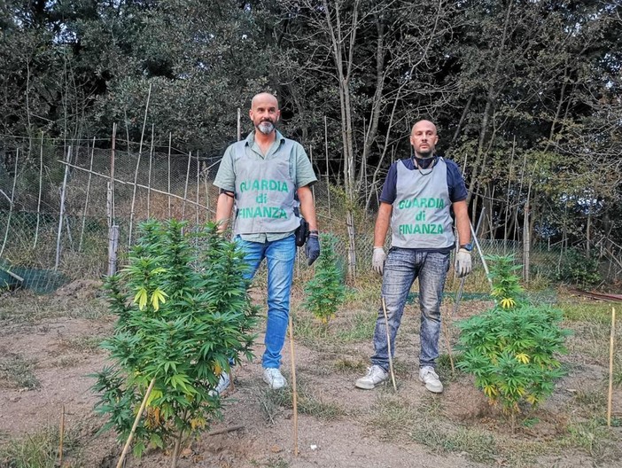 Varazze, individuata una piantagione di marijuana: due savonesi arrestati dalla Finanza