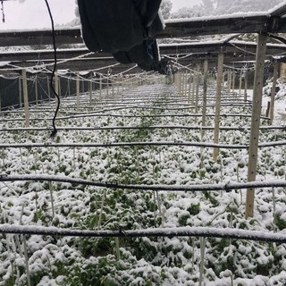 Gruppo Pd: "Ingenti danni alle coltivazioni liguri per il gelo, serve lo stato di calamità naturale"