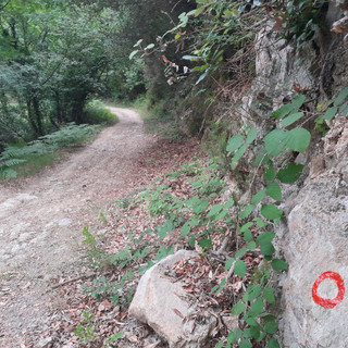 Vado Ligure amplia la rete escursionistica: quattro nuovi percorsi entrano nella Rete Escursionistica della Liguria Vado Ligure amplia la rete escursionistica: quattro nuovi percorsi entrano nella Rete Escursionistica della Liguria