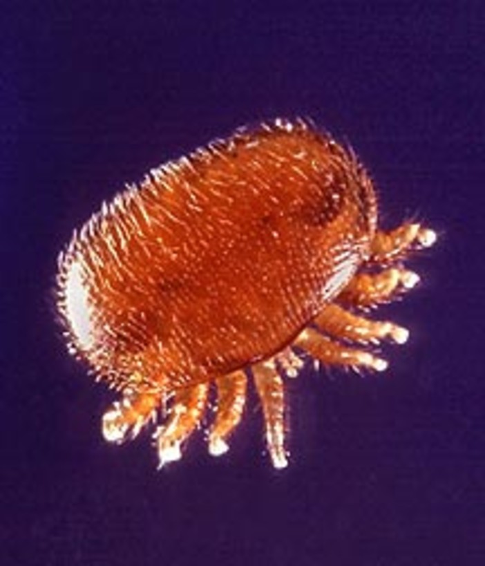 La Liguria dichiara guerra all'acaro "Varroa Destructor" La Liguria dichiara guerra all'acaro "Varroa Destructor"
