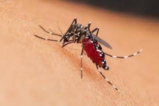 West Nile, primo decesso in Liguria: morto al San Martino un uomo di 86 anni