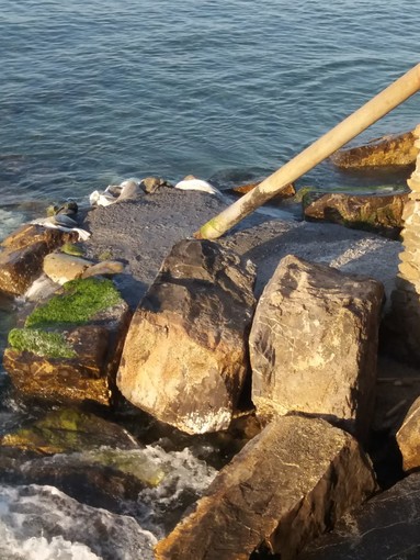 Balneazione a Borgio Verezzi: scongiurato ogni rischio