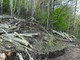 Operazione Bosco Pulito WWF Savona: appuntamento al Santuario e a Naso di Gatto il 19 aprile Operazione Bosco Pulito WWF Savona: appuntamento al Santuario e a Naso di Gatto il 19 aprile