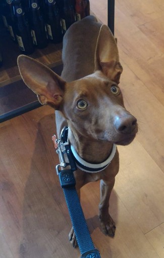 Val Bormida, l'appello dell'Accademia Kronos: "Cinno cerca adozione"