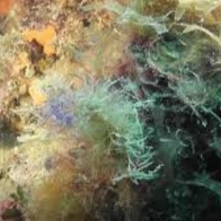 Scuola e natura: avviato il progetto della Regione "IlMare@home" per far scoprire l'area marina protetta di Portofino (VIDEO)