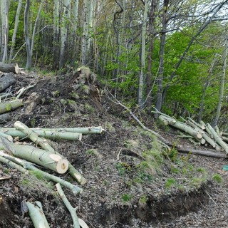 Operazione Bosco Pulito WWF Savona: appuntamento al Santuario e a Naso di Gatto il 19 aprile Operazione Bosco Pulito WWF Savona: appuntamento al Santuario e a Naso di Gatto il 19 aprile