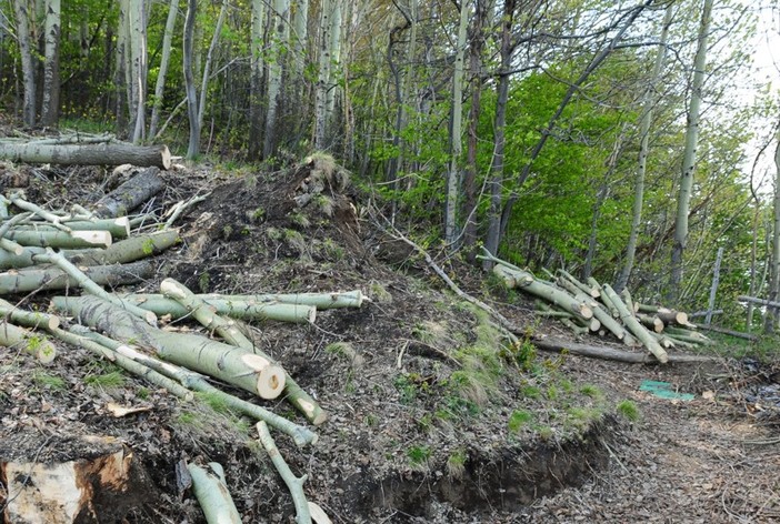 Operazione Bosco Pulito WWF Savona: appuntamento al Santuario e a Naso di Gatto il 19 aprile Operazione Bosco Pulito WWF Savona: appuntamento al Santuario e a Naso di Gatto il 19 aprile