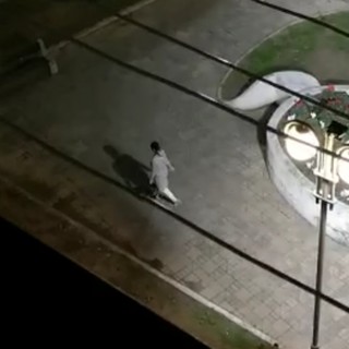 Borghetto, ladri prendono di mira i ciclamini posizionati dal Comune. Il sindaco Canepa: "Questi gesti inqualificabili non rimarranno impuniti"