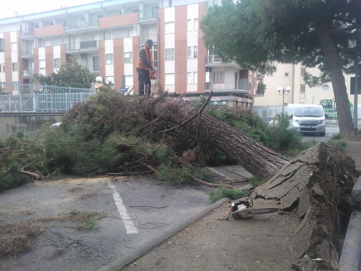 Il pino caduto in Via Patrioti Il pino caduto in Via Patrioti
