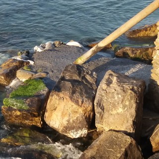 Balneazione a Borgio Verezzi: scongiurato ogni rischio