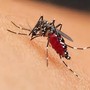 West Nile, primo decesso in Liguria: morto al San Martino un uomo di 86 anni