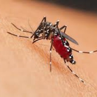 West Nile, primo decesso in Liguria: morto al San Martino un uomo di 86 anni