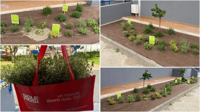 Borghetto S. Spirito, lotta alla Sclerosi Multipla: il Comune sostiene l'iniziativa delle “Aromatiche Solidali”