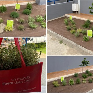 Borghetto S. Spirito, lotta alla Sclerosi Multipla: il Comune sostiene l'iniziativa delle “Aromatiche Solidali”